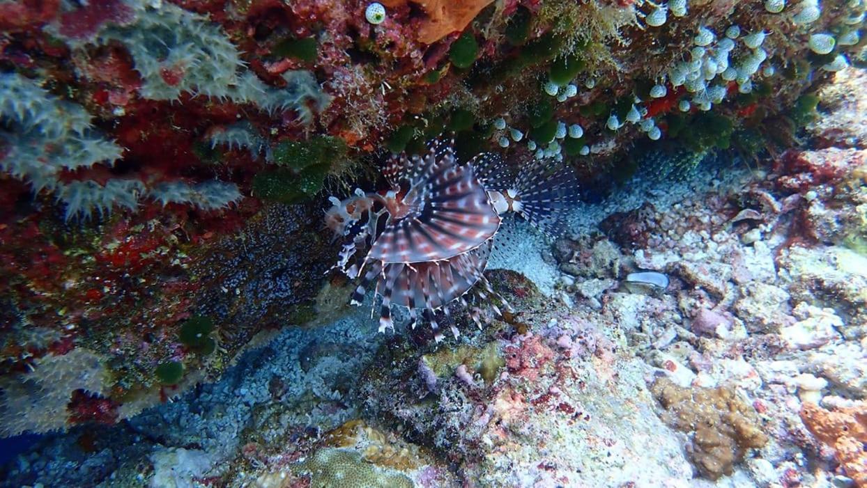 Wakatobi Patuno Diving And Beach Resort By Sahid Wanci Zewnętrze zdjęcie